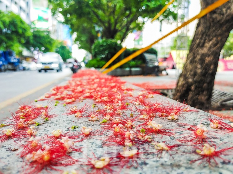 Càng làm cho phố đi bộ vốn đã nhộn nhịp lại càng thêm phần duyên dáng.