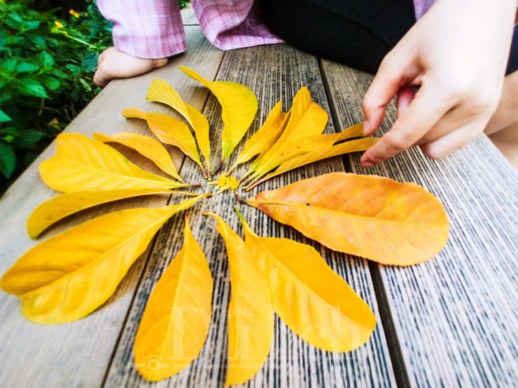 Khi chưa nở hoa, cây đứng đó, xanh rì, tán lá rộng che mát cho những bước chân qua lại.