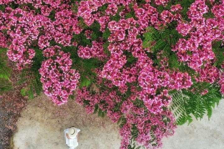 Loài hoa nở từng chùm lớn, sắc hồng ngọt ngào, hút khách đến Đà Lạt chụp ảnh