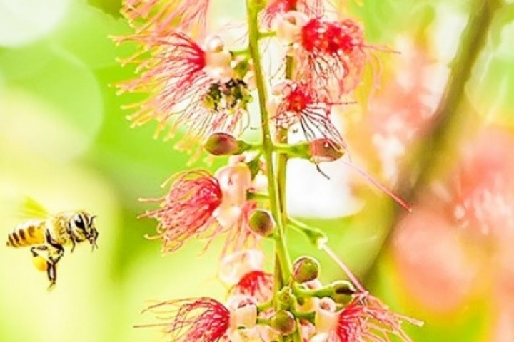 Sắc Lộc Vừng thắm đỏ: Bản du ca hoài niệm của thời gian và ký ức