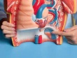 Ăn 6 loại trái cây này mỗi ngày sẽ hỗ trợ gan, thận thải độc tự nhiên