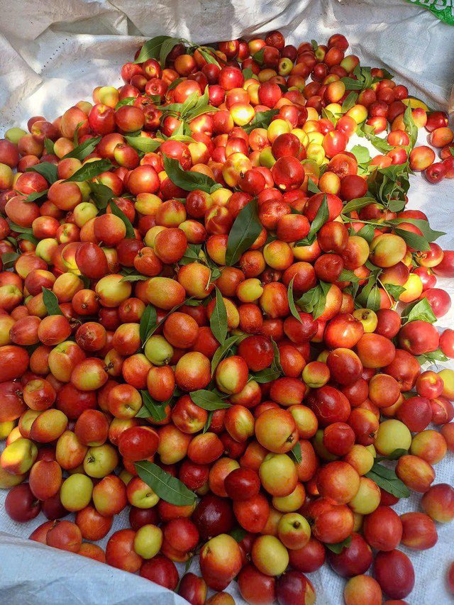 Theo các chuyên gia, quả đào chứa nhiều chất chống oxy hóa mạnh như vitamin C, A, beta-carotene, lutein, giúp làm sáng da, làm chậm quá trình lão hóa và tăng cường sức đề kháng....