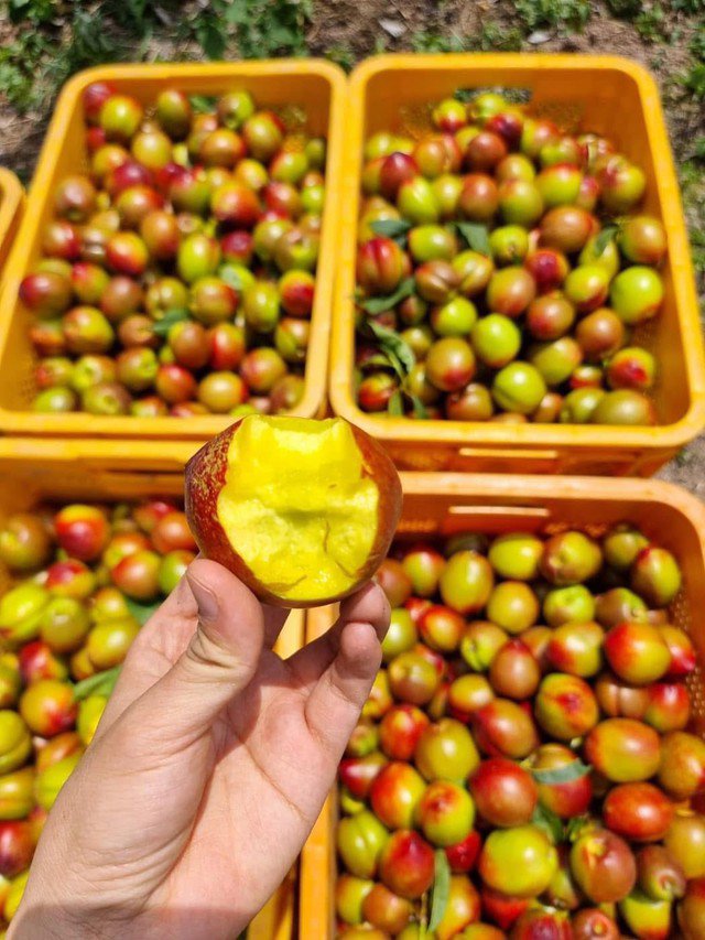 Nhiều người bán hàng chắc nịch về nguồn gốc của đào được nhập từ các tỉnh miền núi phía Bắc của Việt Nam, nhưng nhiều tiểu thương&nbsp;khác lại cho rằng hàng đang bán trên thị trường 90% là của Trung Quốc.