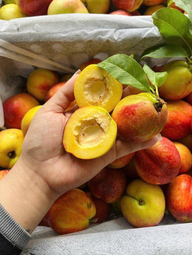 Đây cũng là một trong những loại đào được chị em yêu thích, thi nhau mua về làm trà đào và mứt đào handmade.