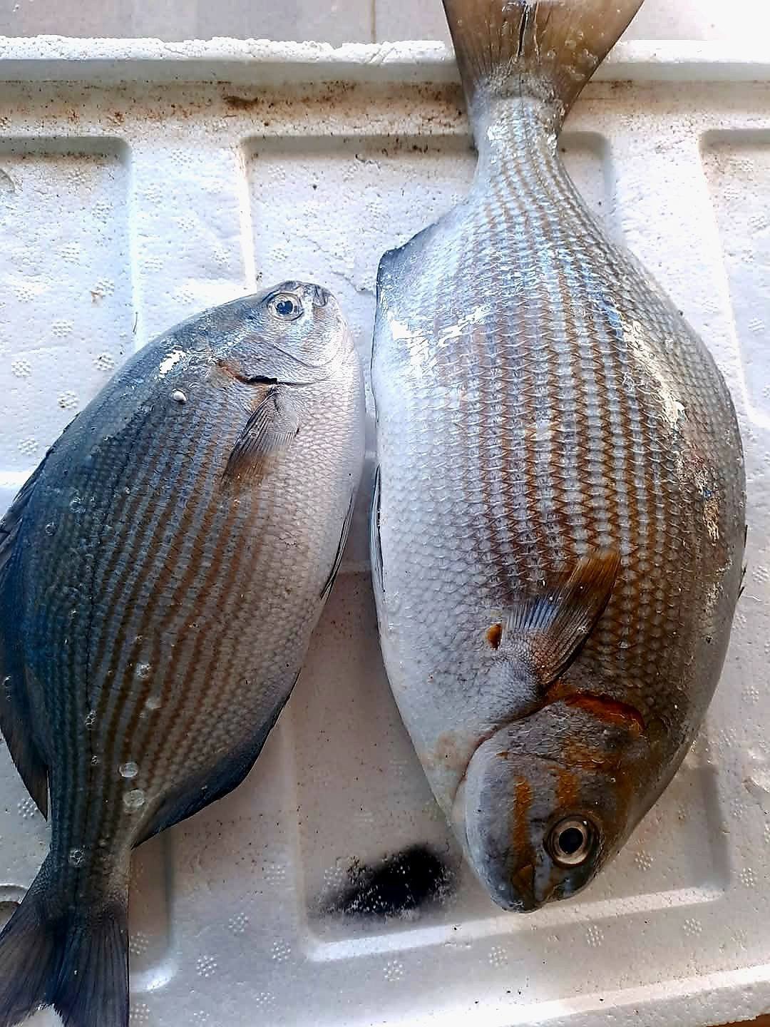 Cá tà ma có ngoại hình rất giống cá rô phi. Ảnh: Thành Được Foods