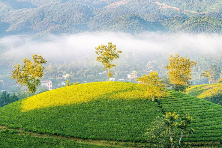 Chỉ cách Hà Nội khoảng 130 km, đồi chè Long Cốc (Phú Thọ) đã trở thành một điểm đến hấp dẫn không chỉ đối với những người yêu thiên nhiên mà còn là chốn tìm về bình yên giữa những ngày bận rộn. Một trong những trải nghiệm đặc biệt mà nơi đây mang lại chính là 'săn' dải Ngân Hà vào ban đêm và ngắm bình minh trong sương mù vào sáng sớm, tạo nên một hành trình vừa huyền bí, vừa thơ mộng. Ảnh Kim Hưng