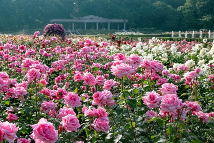Vườn thực vật Jindai, Tokyo