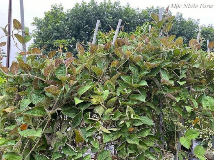 2 loại rau ít "ngậm" thuốc trừ sâu nhất chợ, nhất là cái số 1 ở quê rất nhiều - 1