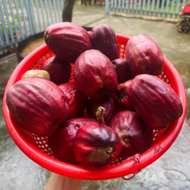 Roi hoa đỏ nhìn vừa giống roi vừa giống điều. Ảnh: Thai Thanh Nhân