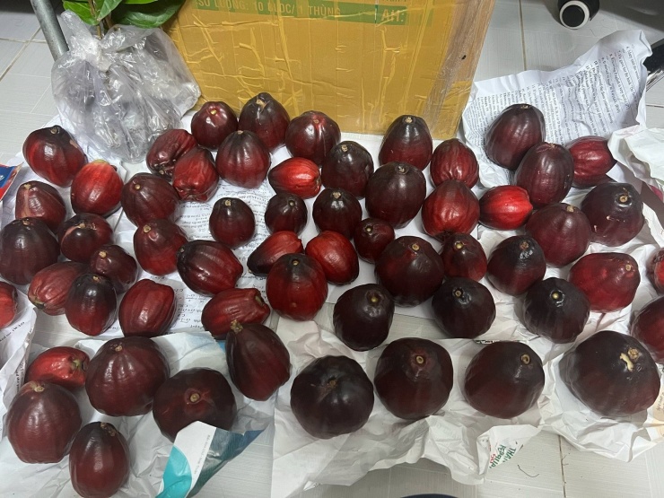 Trái roi hoa đỏ phải chuyển màu đỏ thẫm, hơi tím đen ăn mới thơm và ngọt nhất. Ảnh: Thai Thanh Nhân
