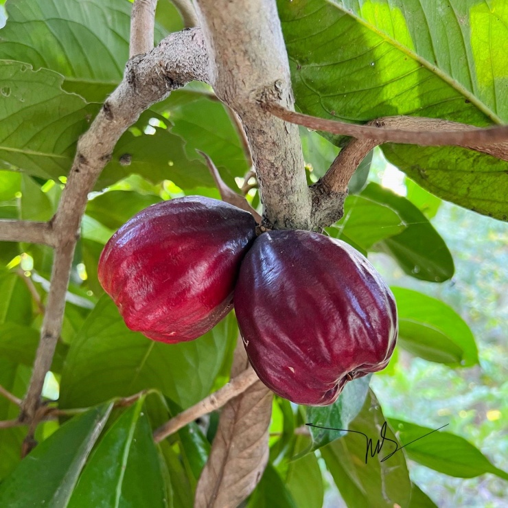 Roi hoa đỏ khi chín có hương vị thơm ngon, được nhiều người yêu thích. Ảnh: Thai Thanh Nhân
