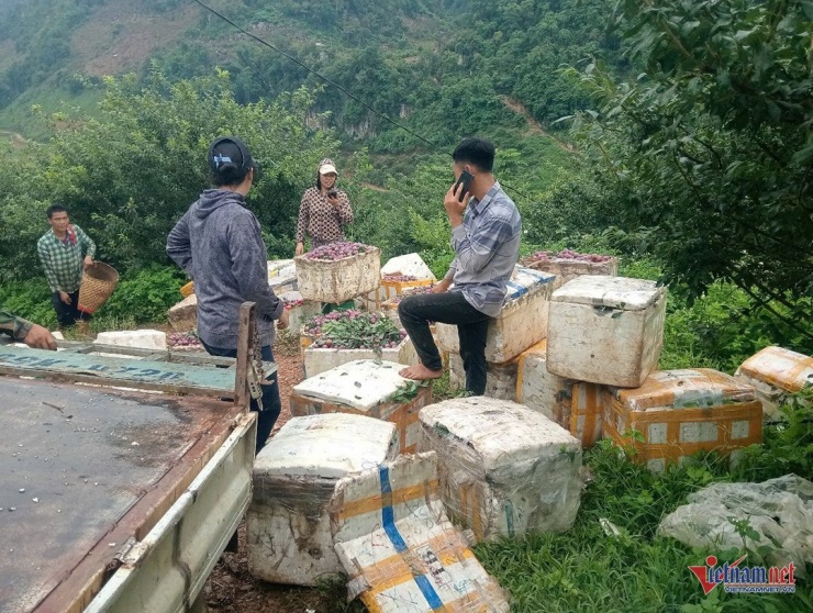 Mận sau thu hoạch được thương lái thu mua tại vườn và vận chuyển tiêu thụ khắp cả nước. Ảnh: VQ