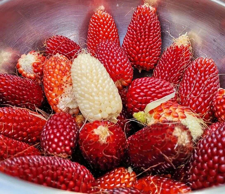 Không giống như các loại ngô thông thường, ngô dâu tây nổi bật với kích thước nhỏ nhắn, chỉ dài khoảng 5–6cm và màu đỏ sậm hệt như trái dâu tây chín.
