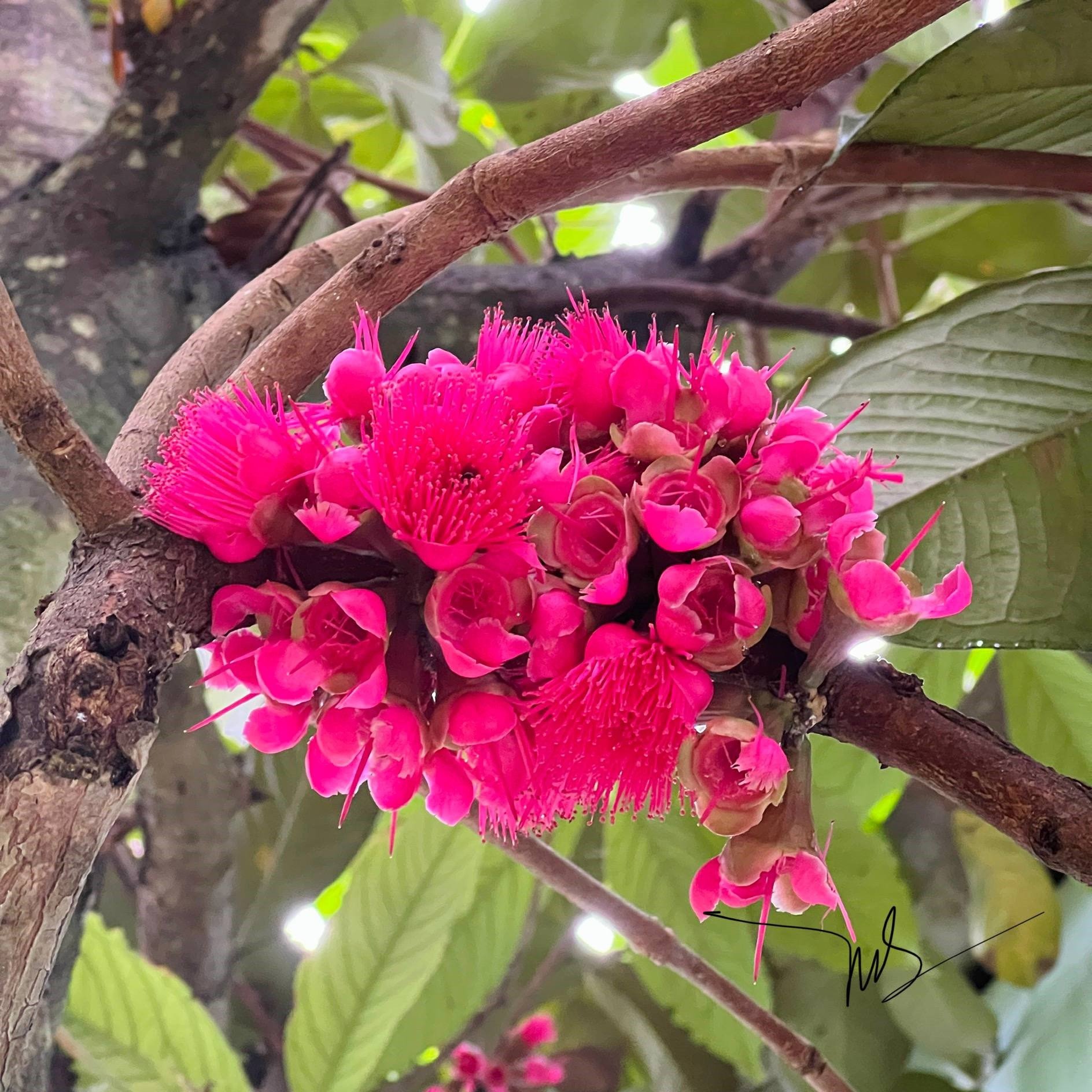 Quả ở miền Tây &#39;nửa roi, nửa điều&#39;, ăn thơm ngon, có tiền cũng khó mua - 2