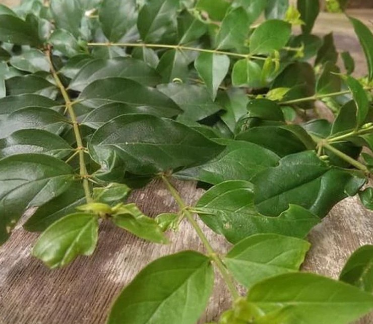 Thạch găng được làm từ lá của cây găng. Loài cây này vốn mọc dại ở bờ bụi, bờ rào và bìa rừng ở các vùng trung du phía Bắc nước ta.
