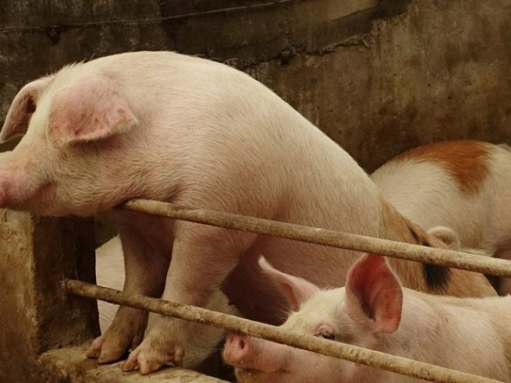 Vì sao Trung Quốc siết chặt hoạt động “vỗ béo”, muốn nuôi heo “thon gọn”?
