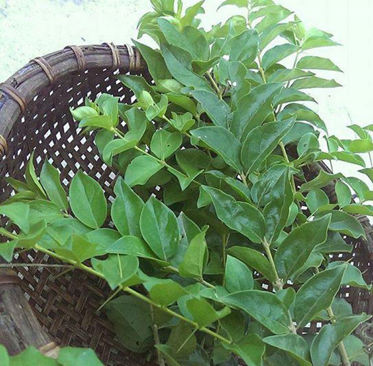 Lá của cây găng có hình hơi tròn, hay mọc thành từng bụi và thân cây có rất nhiều gai nhỏ.
