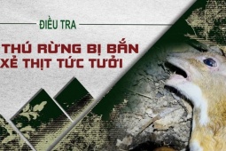 Video điều tra: Thú rừng Vườn quốc gia Cát Tiên bị bắn trộm, xẻ thịt
