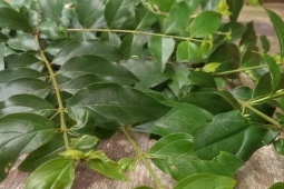 Cây dại ở bờ rào hóa  " mỏ vàng " , thành đặc sản nổi tiếng, dân trồng hái lá bán 200.000 đồng/kg
