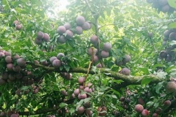 Sự thật về thông tin mận hậu rớt giá chỉ còn 2.000-3.000 đồng/kg