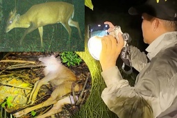 Điều tra: Chạm mặt cánh thợ săn, thú rừng Vườn quốc gia Cát Tiên trúng đạn và bị xẻ thịt
