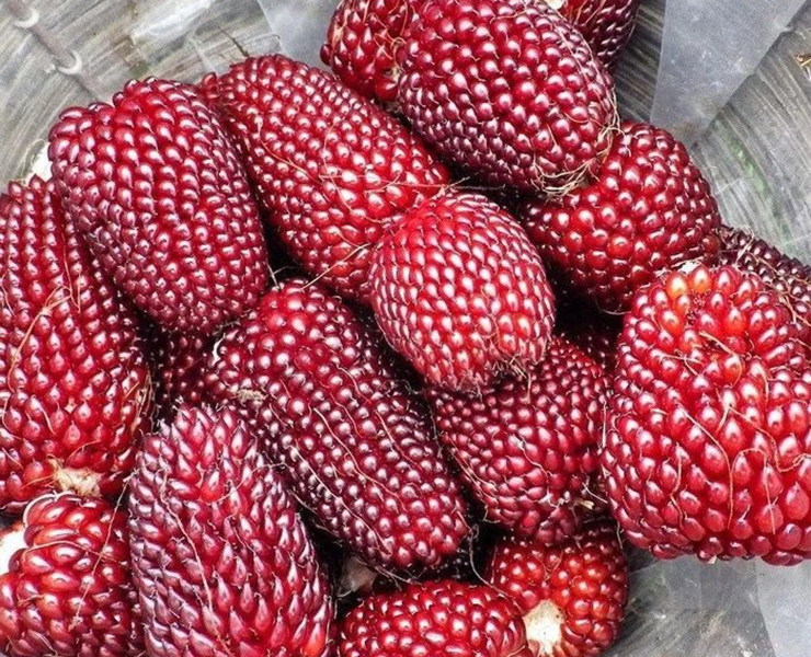 Bạn nghĩ rằng đây là một rổ dâu tây ư? Bạn đã nhầm to rồi! Đây thực ra là một loại ngô đặc biệt.
