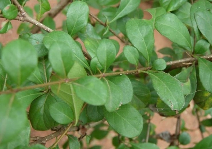 Những năm gần đây, nhiều hộ gia đình đã mở rộng mô hình trồng cây găng để bán ra thị trường. Được biết, cây găng trồng khoảng 1 năm là có thể thu hoạch lá.&nbsp;
