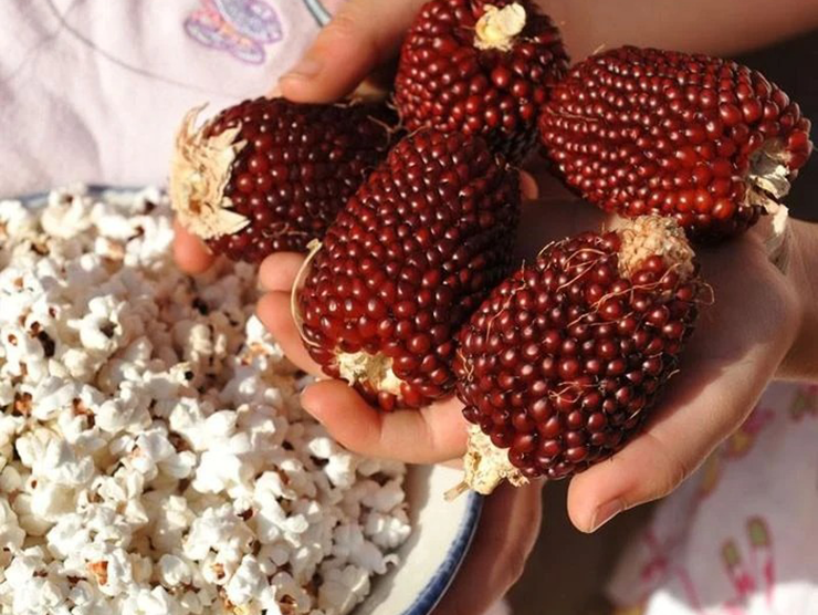 Dù trông như một sản phẩm “ảo” do AI tạo ra, nhưng ngô dâu lại là “hàng thật” khiến nhiều người mê mẩn.
