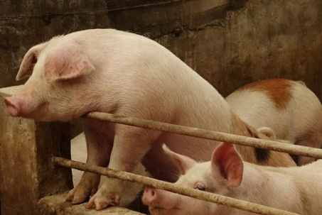 Vì sao Trung Quốc siết chặt hoạt động “vỗ béo”, muốn nuôi heo “thon gọn”?