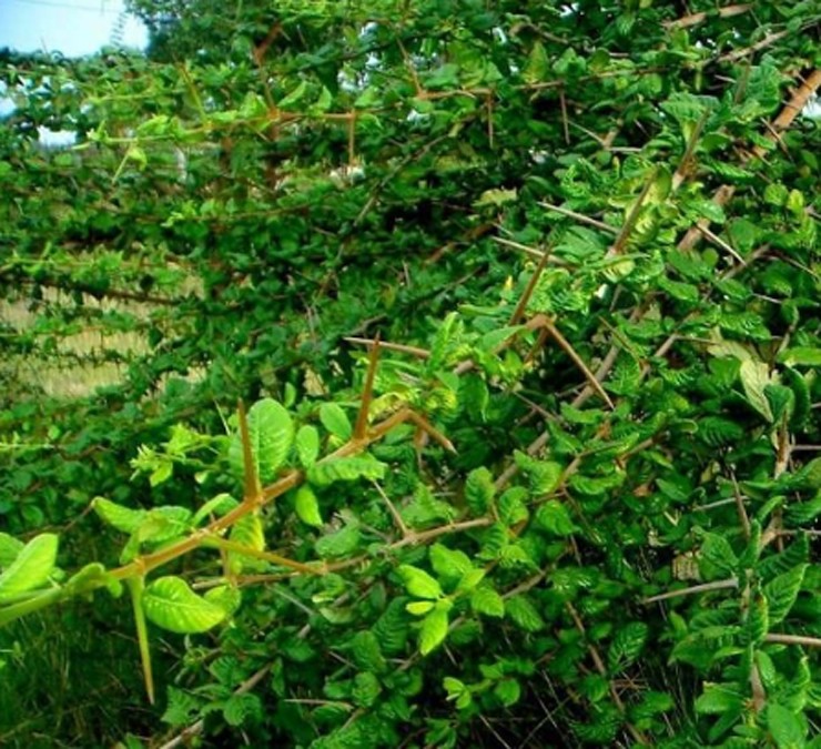 Thạch găng khá giống so với sương sâm, nhưng nó lại có màu xanh rêu nhạt và trong óng ánh, khi ăn sẽ cảm nhận được thạch rất mềm mịn và thơm.
