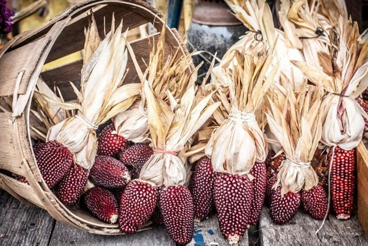 Không chỉ có vẻ ngoài độc đáo, loại ngô tí hon này còn ghi điểm nhờ vị ngọt đậm, thơm bùi và giàu dinh dưỡng. Đặc biệt, bạn hoàn toàn có thể thưởng thức ngô dâu tây ngay khi còn sống nhờ độ ngọt tự nhiên.
