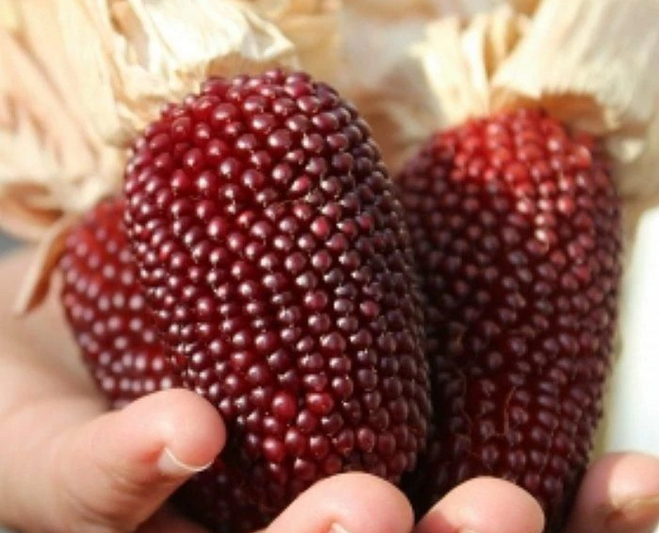 Một điểm cộng đáng chú ý của ngô dâu tây là khả năng thích nghi tuyệt vời với cả thời tiết nóng bức lẫn giá lạnh. Không chỉ vậy, loại ngô này còn có thể trồng quanh năm,&nbsp;mang lại năng suất lớn và thu nhập cao cho nông dân.
