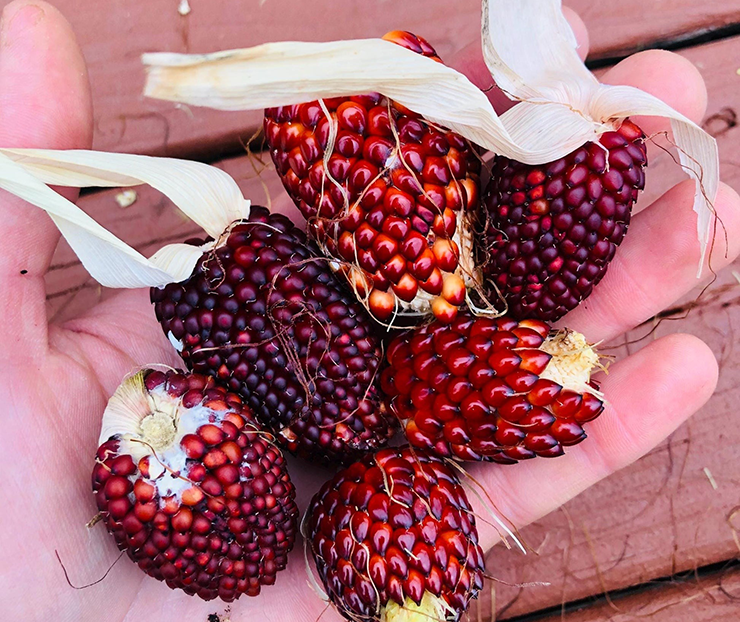 Dù vốn đầu tư ban đầu cho giống ngô dâu tây có phần nhỉnh hơn so với các loại ngô thông thường, nhưng sau khi khấu trừ chi phí, người trồng vẫn thu về khoản lợi nhuận hấp dẫn.

