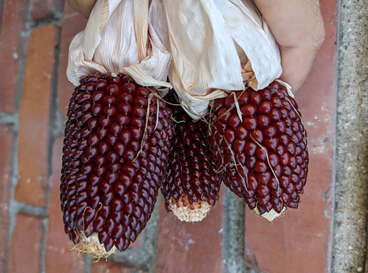 Tại Trung Quốc, ngô dâu tây được bán với giá khoảng 30 NDT/kg (~107.000 đồng). Theo ước tính, chi phí vật tư cho mỗi mẫu ruộng trồng giống ngô này vào khoảng 2.000 NDT (khoảng 7,1 triệu đồng), trong khi lợi nhuận ròng có thể đạt tới 340.000 NDT, tức hơn 1,2 tỷ đồng.
