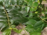Thị trường - Tiêu dùng - Cây dại ở bờ rào hóa "mỏ vàng", thành đặc sản nổi tiếng, dân trồng hái lá bán 200.000 đồng/kg