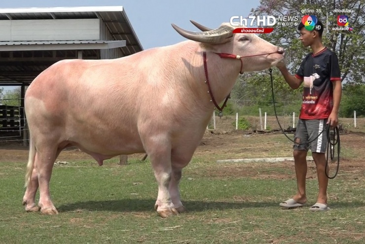 Con trâu bạch tạng nặng 1.500 kg.