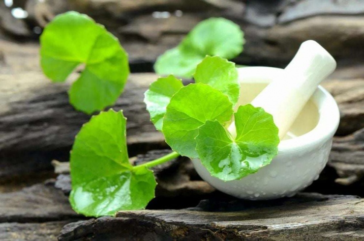 Ăn rau má còn có thể giúp hỗ trợ hệ tuần hoàn hoạt động tốt hơn.