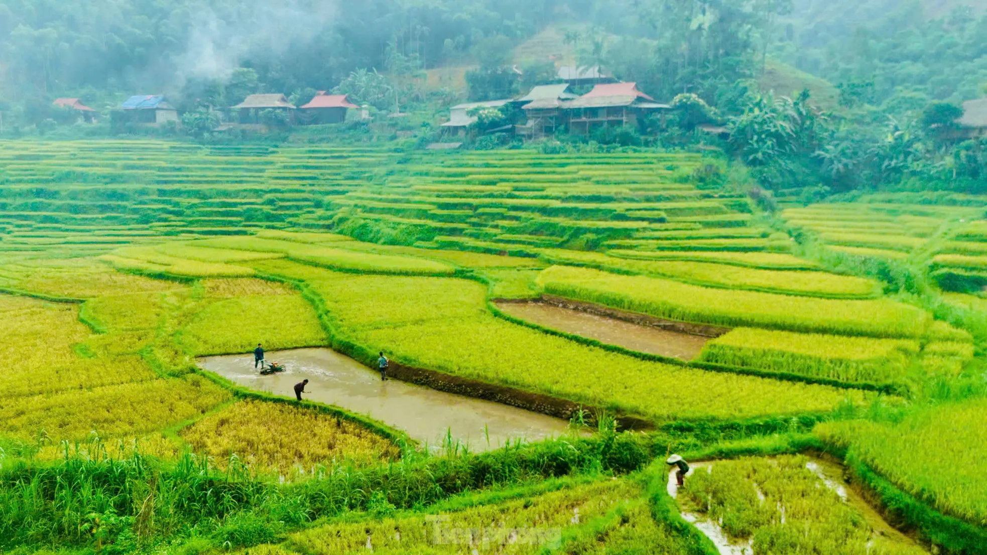 Lạc lối giữa mùa vàng lúa chín ở Pù Luông - 4