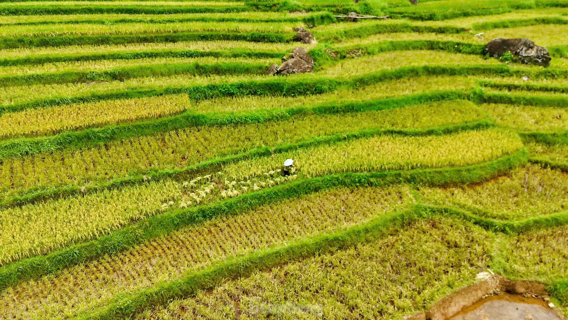 Lạc lối giữa mùa vàng lúa chín ở Pù Luông - 11