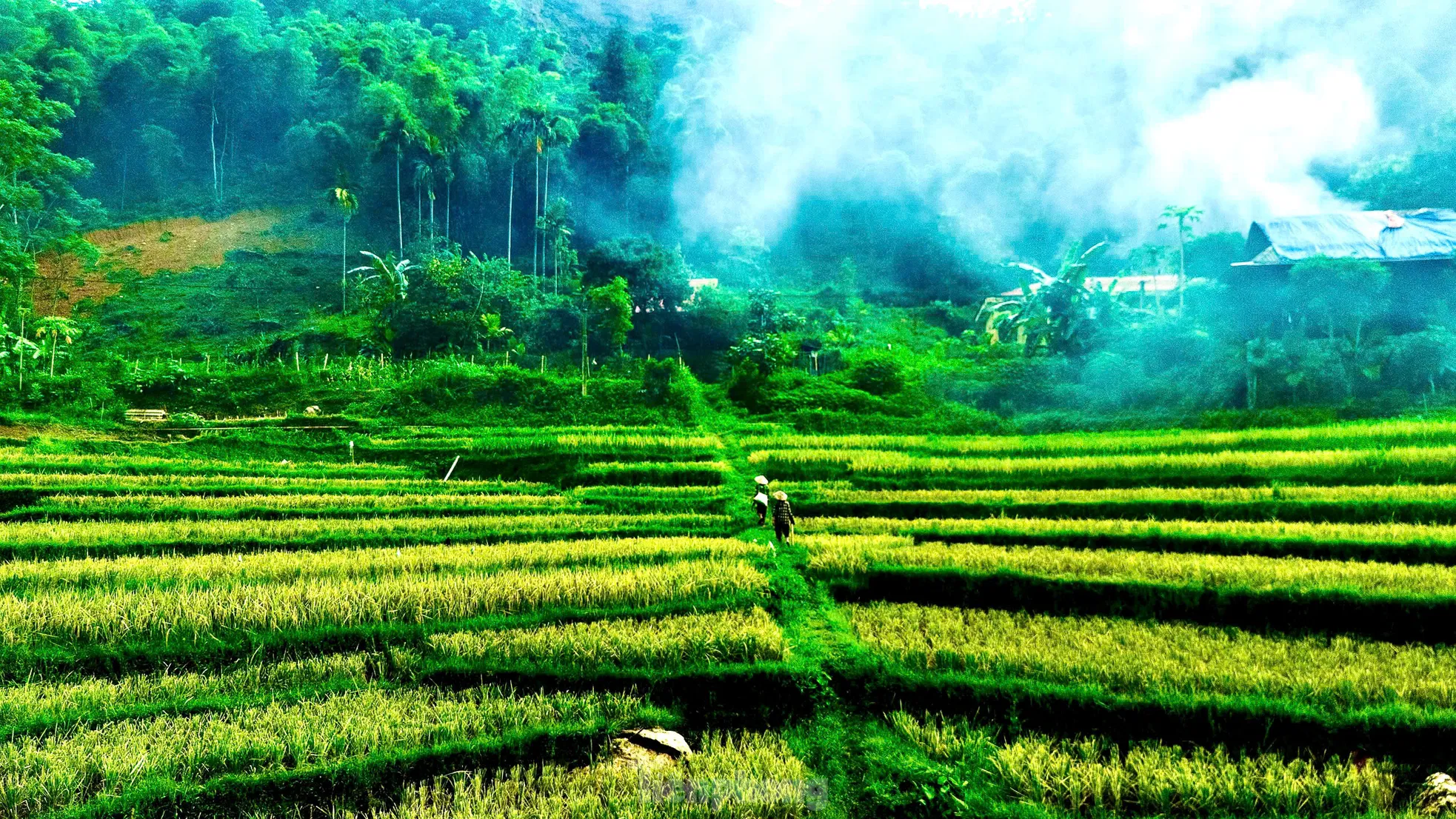 Lạc lối giữa mùa vàng lúa chín ở Pù Luông - 12