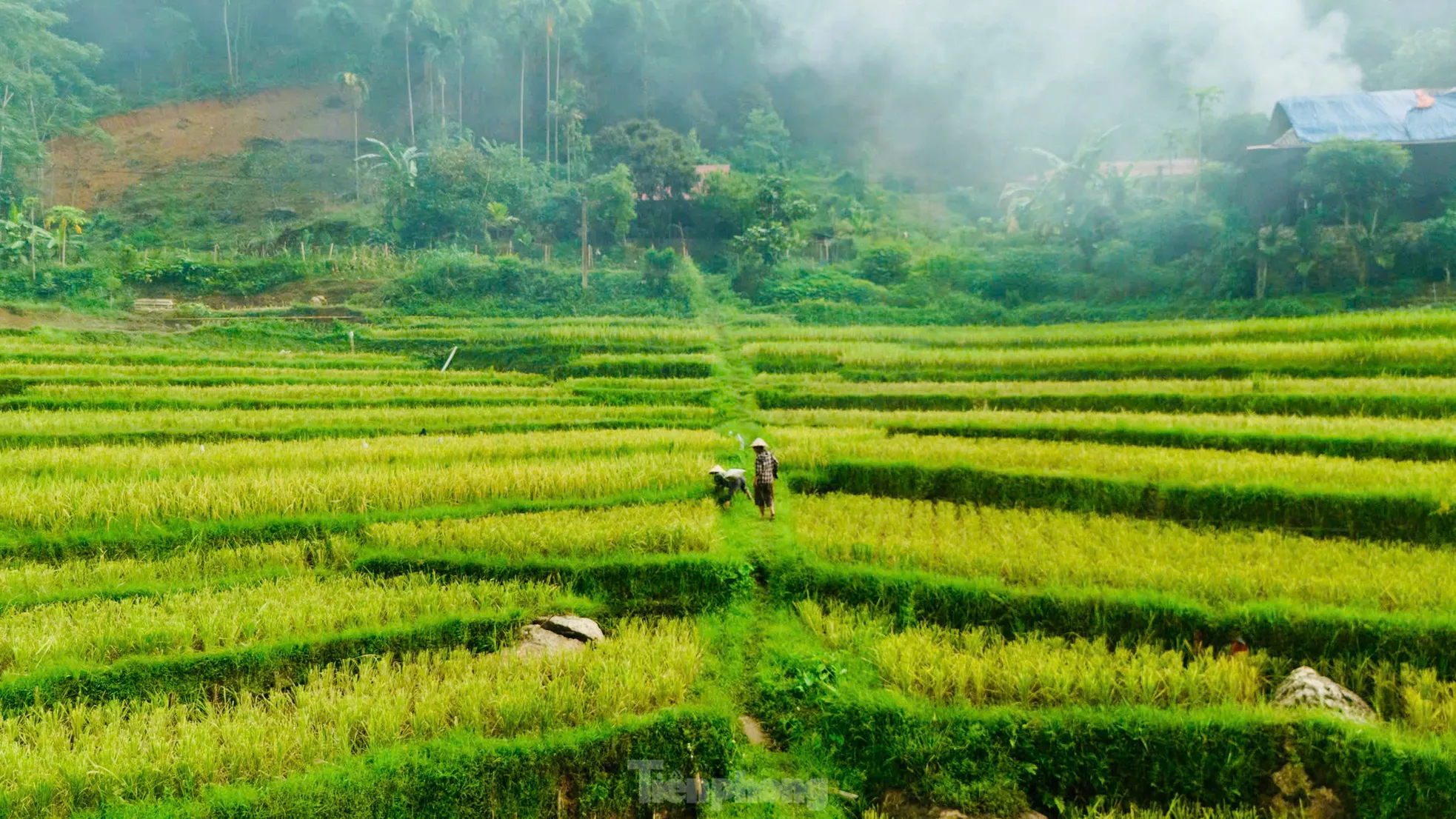 Lạc lối giữa mùa vàng lúa chín ở Pù Luông - 5