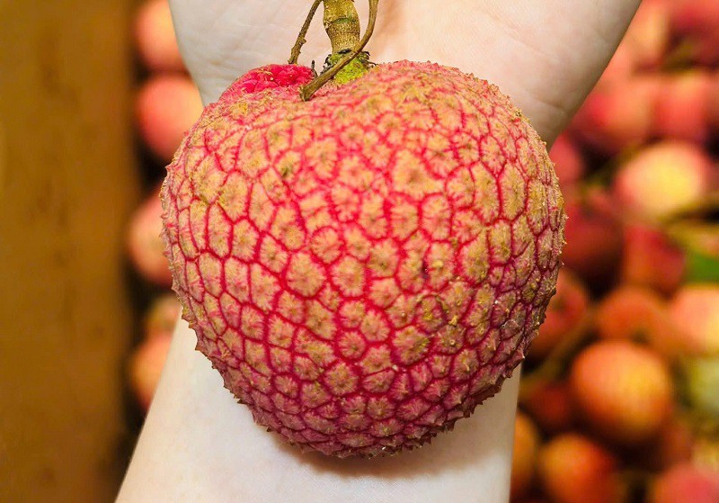 Vải trứng đang được bán với giá từ 200-250 nghìn đồng/kg tại Hà Nội. (Ảnh: Vũ Thảo).