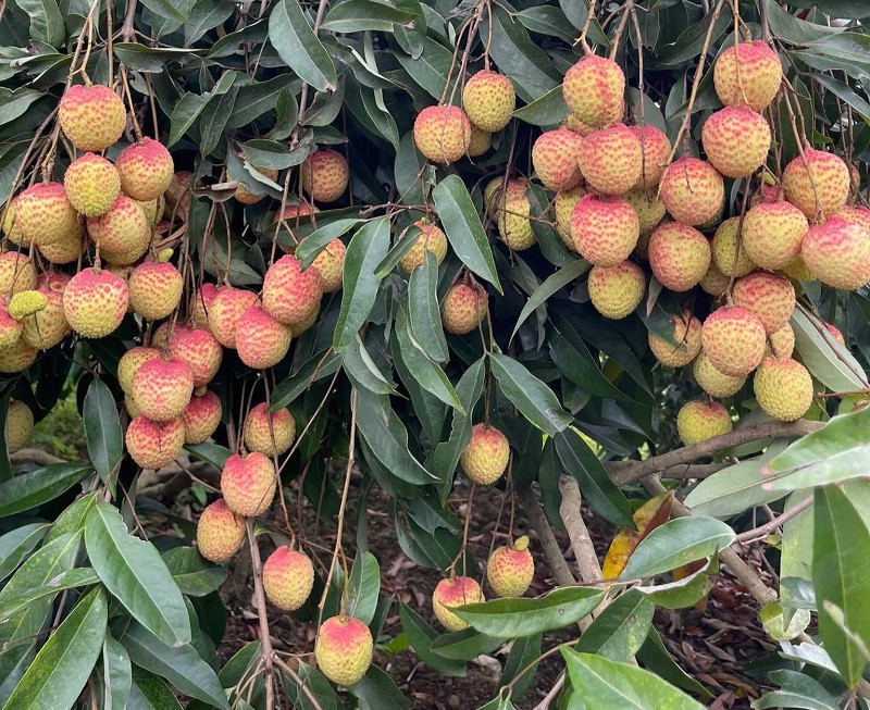 Để mang cho khách hàng những quả vải chất lượng nhất, chị Thảo đã về tận vườn để tìm hiểu và đặt hàng. (Ảnh: Vũ Thảo)