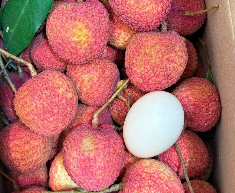 Những quả vải trứng chín mọng, đỏ tươi, to như quả trứng gà. (Ảnh: Vũ Thảo)