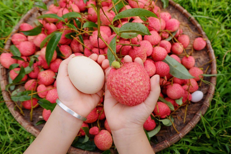 Vải trứng quả càng to thì giá càng cao. (Ảnh: Vũ Thảo)