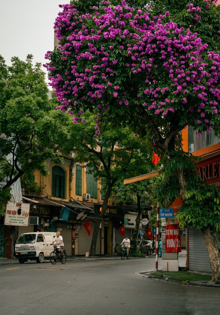 Trên khắp các con phố như Kim Mã, Hoàng Diệu, Nguyễn Du, Phan Đình Phùng, Lý Thường Kiệt, sắc tím của bằng lăng phủ đầy những tán cây cao vút, xen lẫn nền trời xanh biếc mùa hạ. Ảnh Phùng Văn Tùng