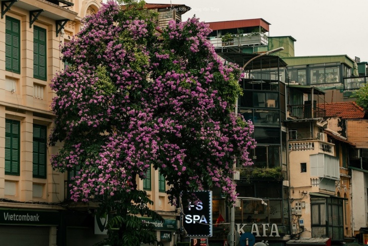 Thời điểm đẹp nhất để ngắm hoa là khoảng đầu tháng 6, khi hoa nở rộ đồng loạt và chưa bị tán lá che khuất. Ảnh Phùng Văn Tùng