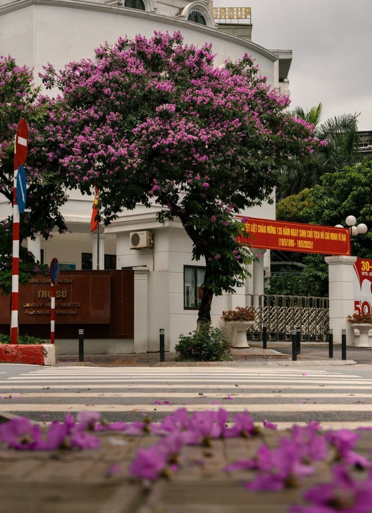 Màu tím của hoa được ví như “màu ký ức”, khiến nhiều người Hà Nội liên tưởng đến thời học trò, đến những năm tháng thanh xuân đã qua. Ảnh Phùng Văn Tùng