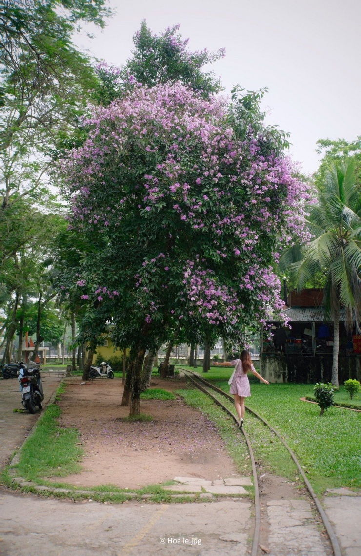 Đây cũng là lúc nhiều người dân và du khách tranh thủ ghi lại những bức ảnh rực sắc tím, lưu giữ một khoảnh khắc đẹp của Hà Nội trong mùa hè. Ảnh Hoa Le