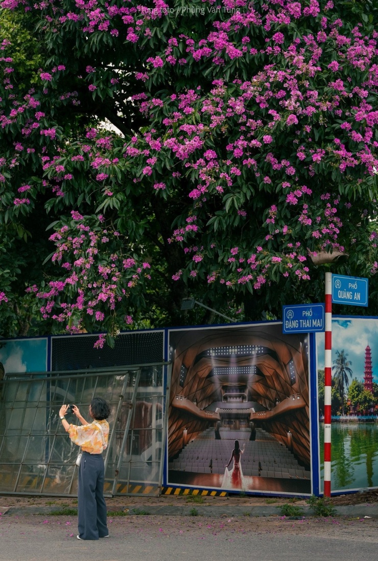 Chị Phương Anh, (Đà Nẵng), chia sẻ: “Tôi từng thấy ảnh hoa bằng lăng trên mạng nhưng đến khi tận mắt chứng kiến mới thấy vẻ đẹp ấy quyến rũ đến nhường nào. Không khí Hà Nội lúc này rất trong trẻo, hoa tím, trời xanh và lòng người nhẹ nhõm”. Ảnh Phùng Văn Tùng